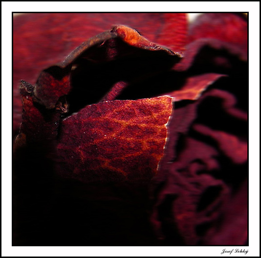 Na sklonku života růže