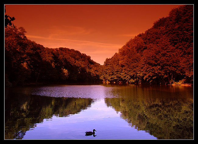 ... kačička ...