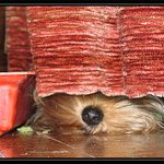 Když se začne vysávat,nejen muži se začnou schovávat. .o)