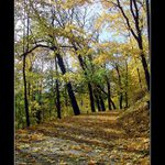 Podzim žlutozelený