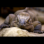 Z očí do očí II.