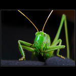 \"Dnes mi ale páchne pazour\" :)