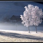 ..Stromy kvetou i v zimě...