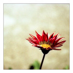 evil\'s child - ďáblovo dítě