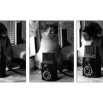 Kam se poděla praktická kočka?!