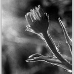 Kuk, vy chuligáni, tady vaše teta z *BLA*zince :)