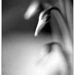 &sum;2005 aneb poslední letošní kytičkofka :)