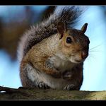 Squirrel 4