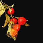 PHYSALIS ALKEKENGI   -    Mochyně.