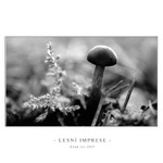 **Lesní Imprese**