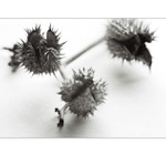 durman-tříhlavá saň