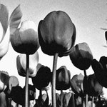 tup tuli tulip