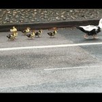 jdeme jdeme, necouráme se!