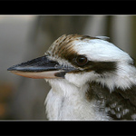 Laughing Kookaburra