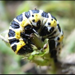 A co bude k obědu???