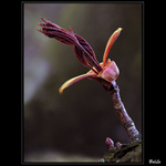 ...keď javory pučia...