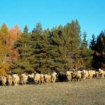 utekajme, už idú...