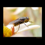 ..moucha pylem opilá..