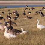 -=muzeme se pridat?!=-