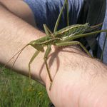 nevi nekdo, co to ma presne byt??