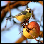 novoroční jablíčko pro sýkorku