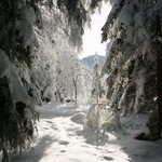 Vyrostla štíhlá jedlička ...