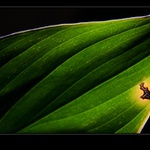 .. zelená abstrakce ...