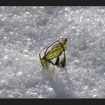 Sám v ledovém království!