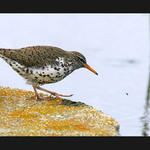 Až tě chytím, tak tě sním