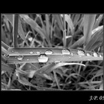 Pár kapiček ranní rosy