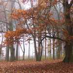 mlhavý podzim