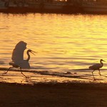 volavky - já tě proženu !