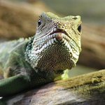 agama - *úsměv, prosím!*