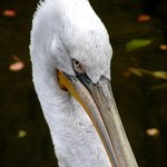 Pelecanus onocrotalus