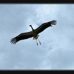 ...už nám letí pro děťátko