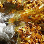 podzim v potoce