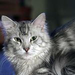 Hloubající kočičák...