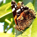 motyl