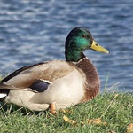 káčer
