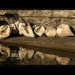 Pristav 2- Priprava k zimnimu spanku