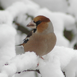 Zimní svět 2 - Dlask tlustozobý