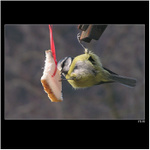 *** sýkorka akrobatka ***