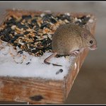 I tohle chodí na krmítko.