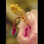 Chytil kapra, kaktus jeden