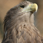 Pán jsem tady já !