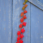 Podzimní popínání