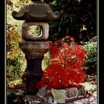 Japonská zahrada II.