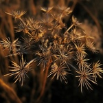 Osvícené rezivění