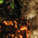 Zbloudilý sluneční paprsek na zlatobýlu