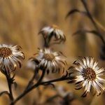 Opuštěné kolíbky